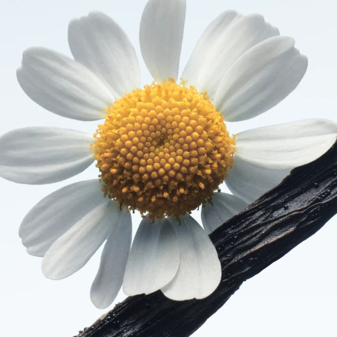 Camomille Satin