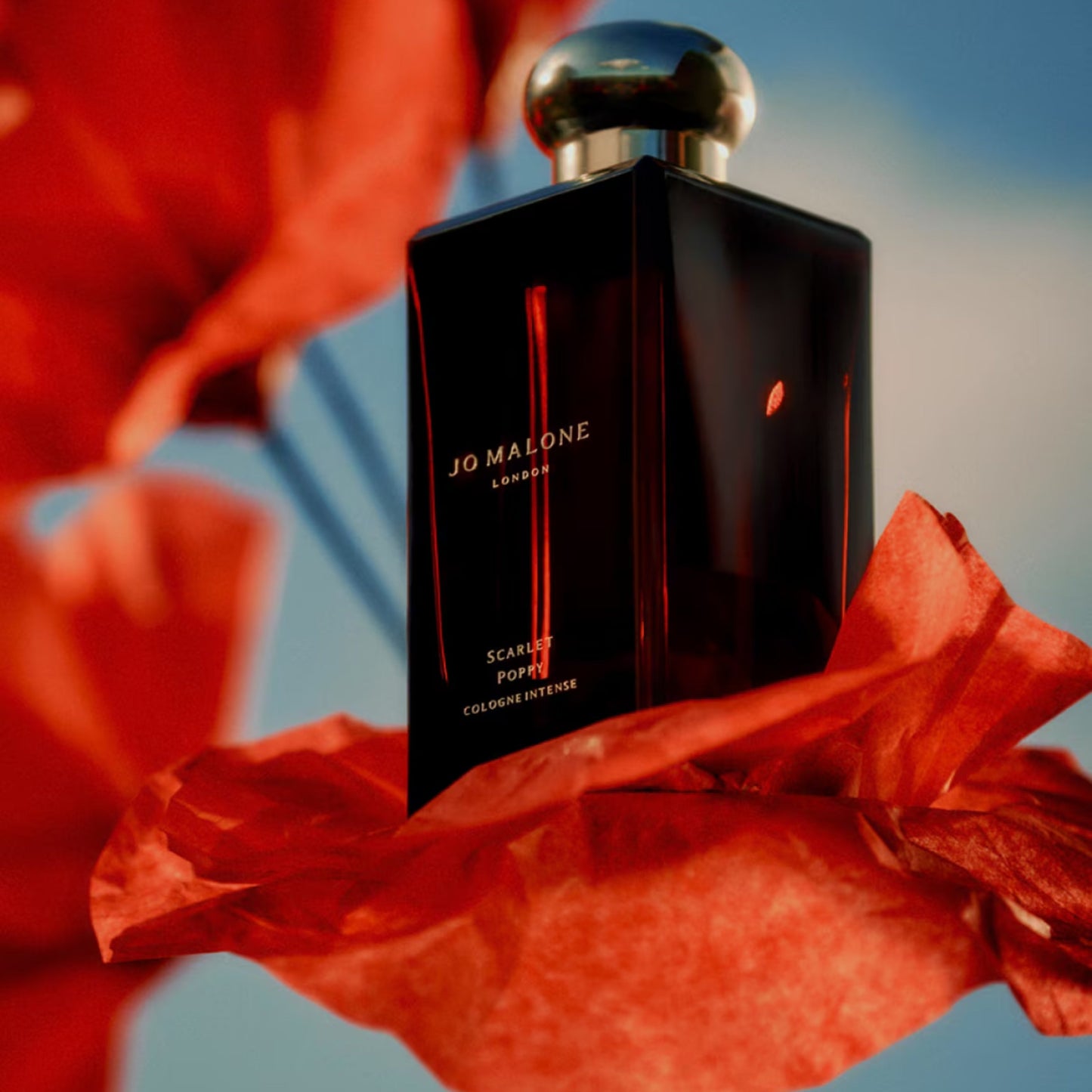 Scarlet Poppy