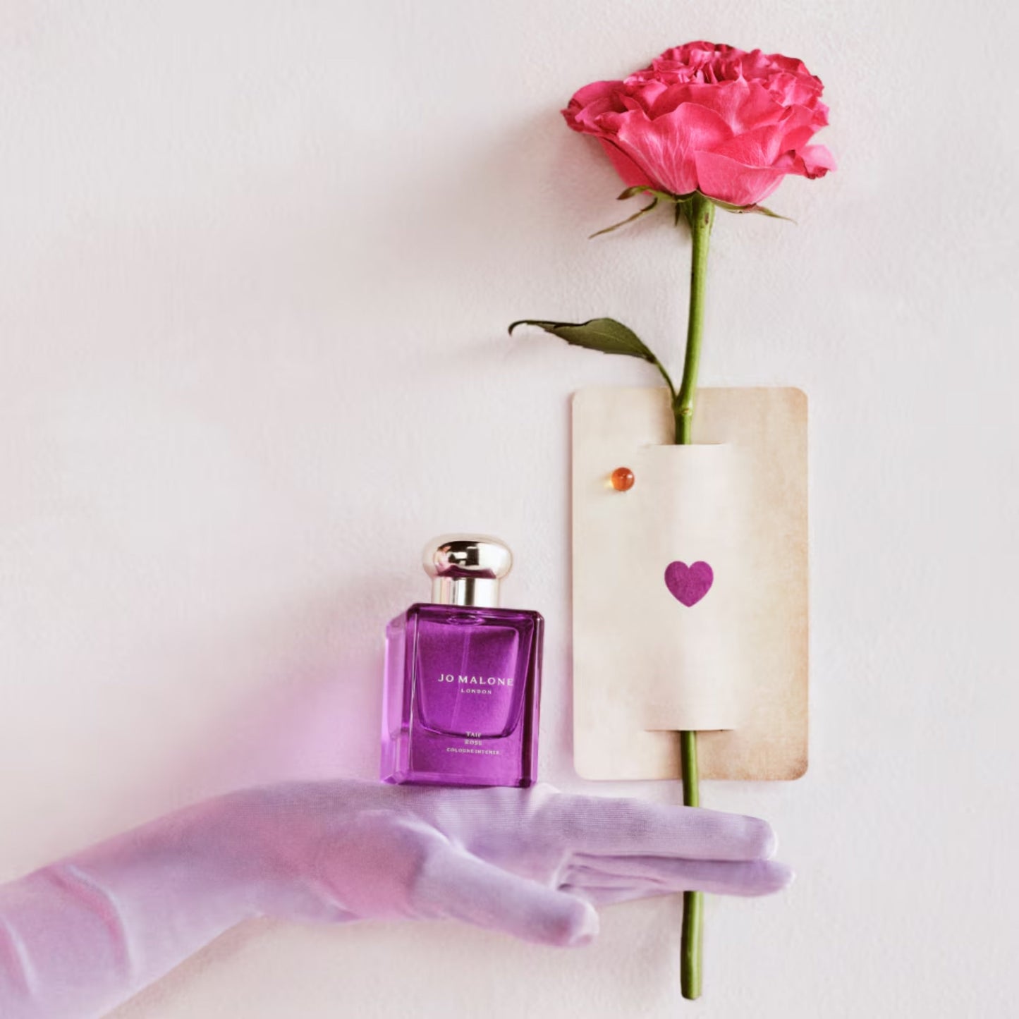Taif Rose