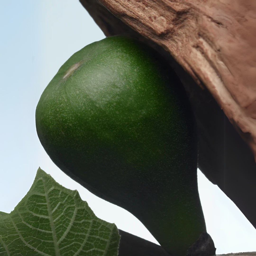 Santal Greenery